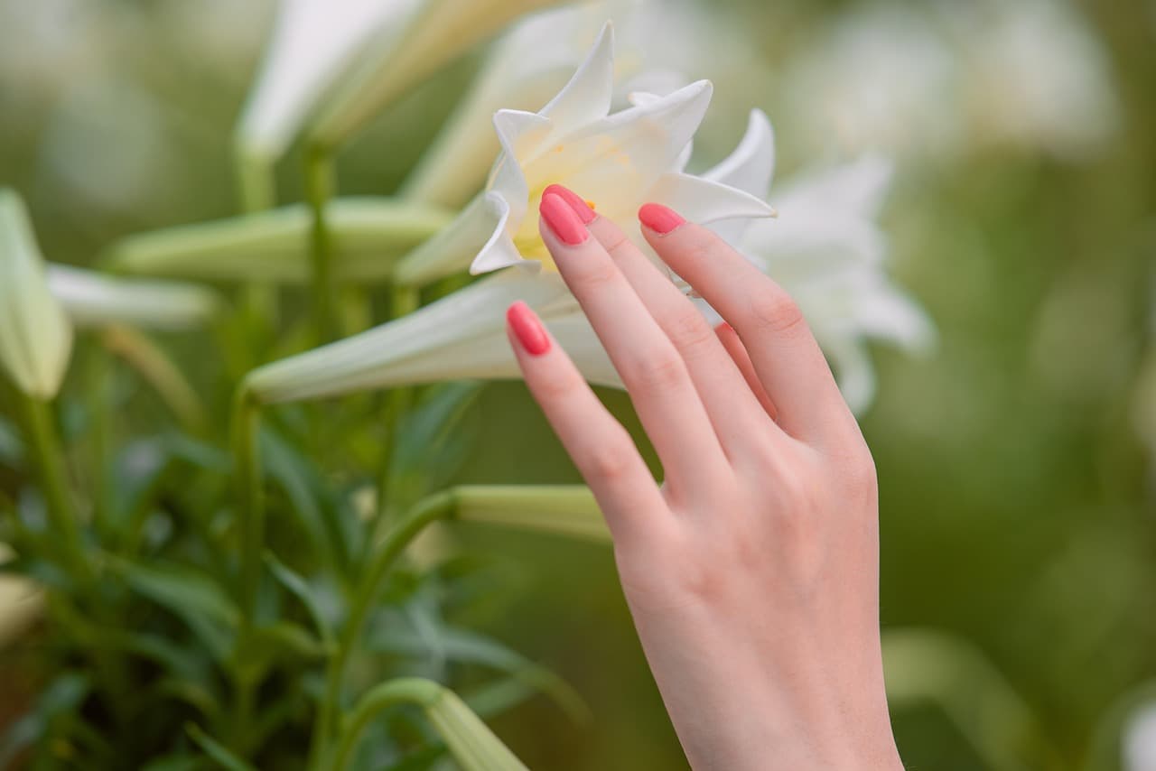 flowers, hand, nails, beautiful flowers, beautiful, bloom, flower background, blossom, nature, flower wallpaper, plant, petals, closeup [pid:8373098][light]
