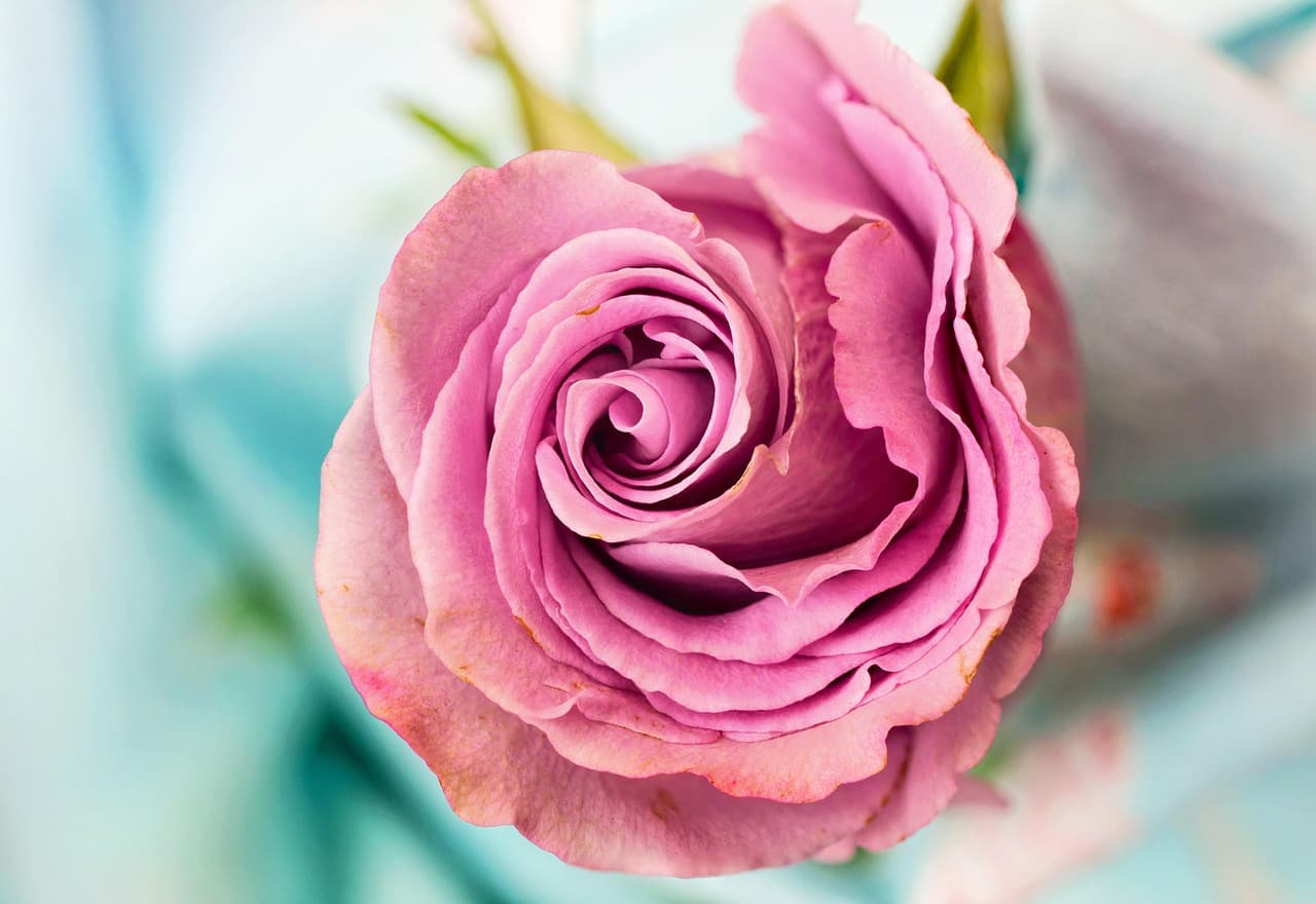 rose, rose flower, flower, flower background, petal, flower wallpaper, beautiful flowers, love, floral, nature, macro, pink, rose wallpaper [pid:3142529][light]