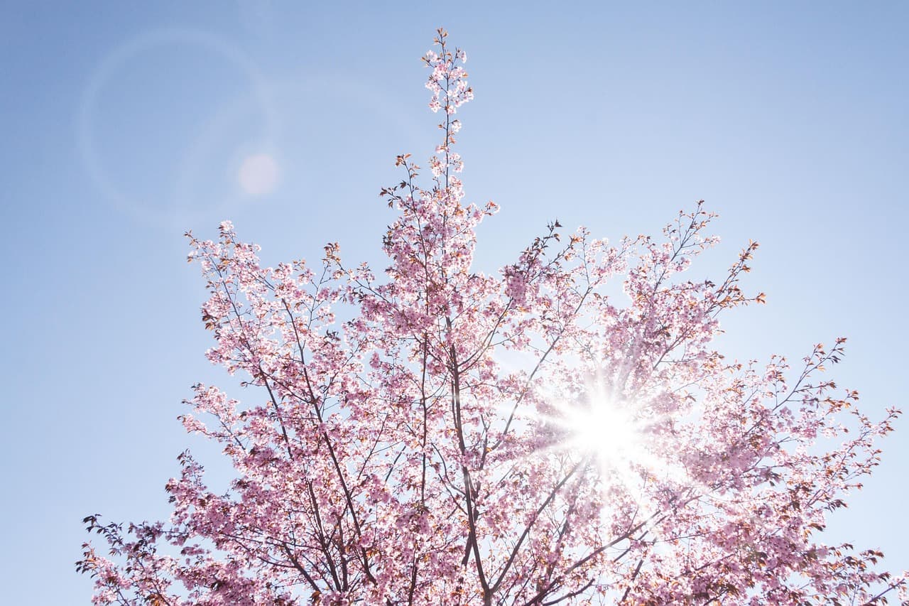 spring, cherry blossom, beautiful flowers, seasonal, nature, flowers, flower wallpaper, japanese cherry trees, flower background, sun, blossom, bloom, sky, garden, flora, plant [pid:733507][light]