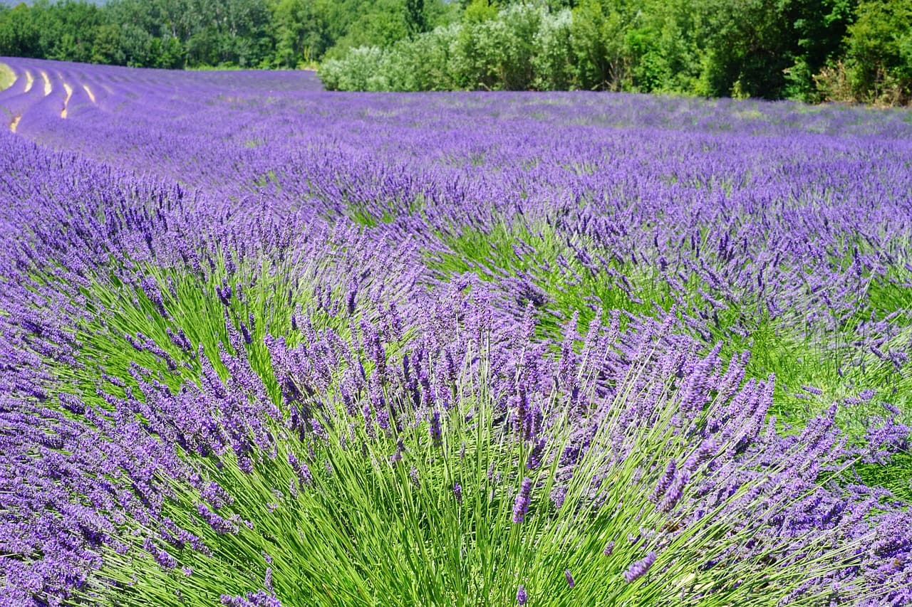 lavenders, flowers, lavender field, purple flowers, bloom, blossom, flora, nature, lavender flowers, flower background, lavender cultivation, agriculture, wild plants, wild flowers, inflorescence, lavandula angustifolia, lavandula officinalis, beautiful flowers, crop, scented plant, medicinal plant, flower wallpaper, fragrant, plants, botany, lavender meadow, lavendula, petals, fragrance [pid:1595598][light]