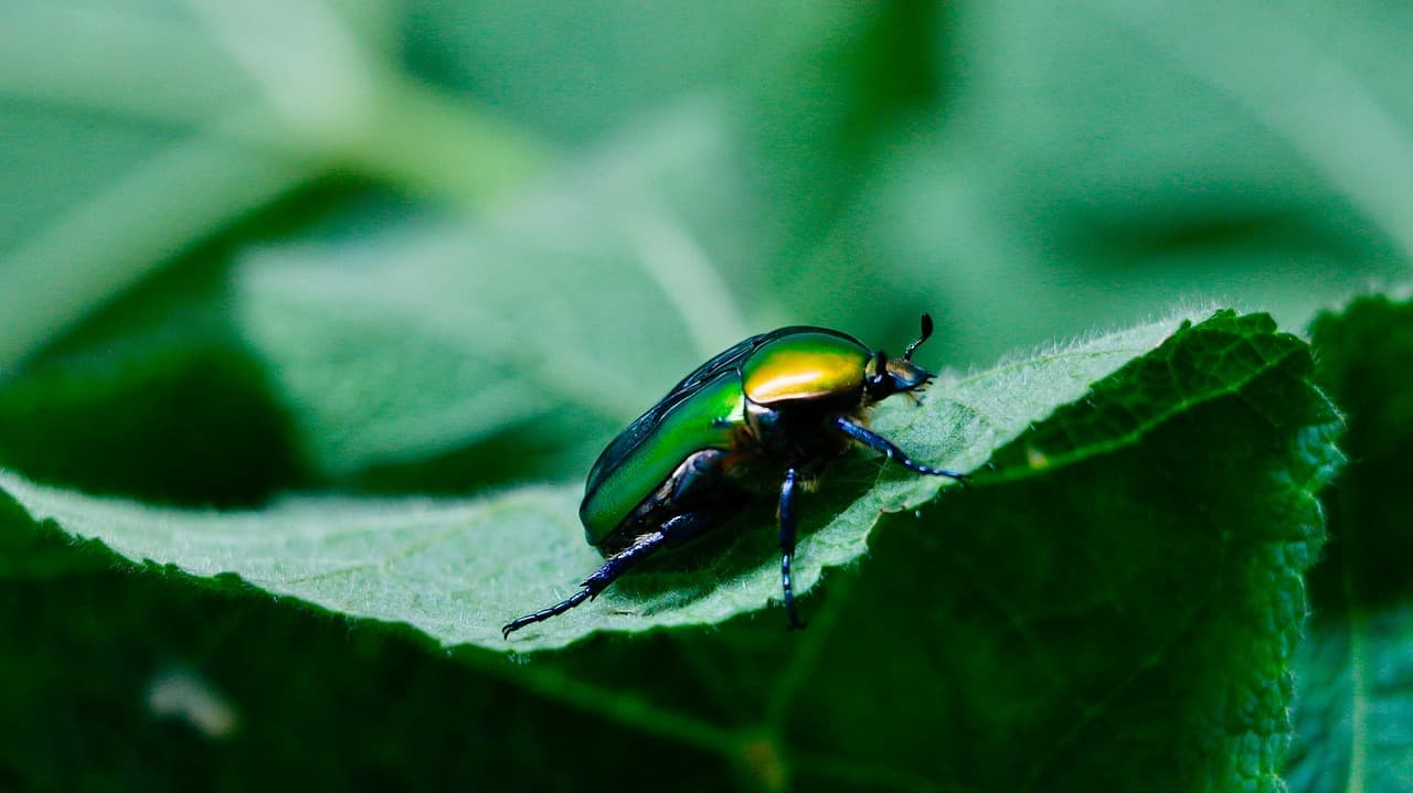 insect, beetle, bug, nature, forest, animal, green, close up, macro [pid:8600910][dark]
