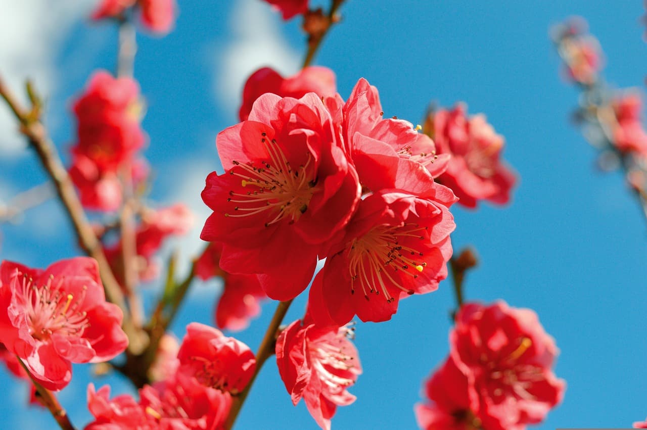 flower, peach blossom, petals, beautiful flowers, branch, tree, nature, blossom, bloom, flower background, flower wallpaper, peach tree, flora, spring bloom, garden, fruit tree, spring, blue sky, bloom, spring awakening [pid:6209247][dark]