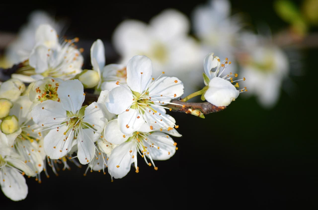 white flowers, flower wallpaper, beautiful flowers, flower, fruit tree blooms, spring, nature, flora, blooms, spring awakening, beginning of spring, close up, leaves, blooming branch, dark background, flower background, fruit tree blossoming, plum blossom, blossom, blossoms, flowering branch, cherry blossom [pid:7946058]
