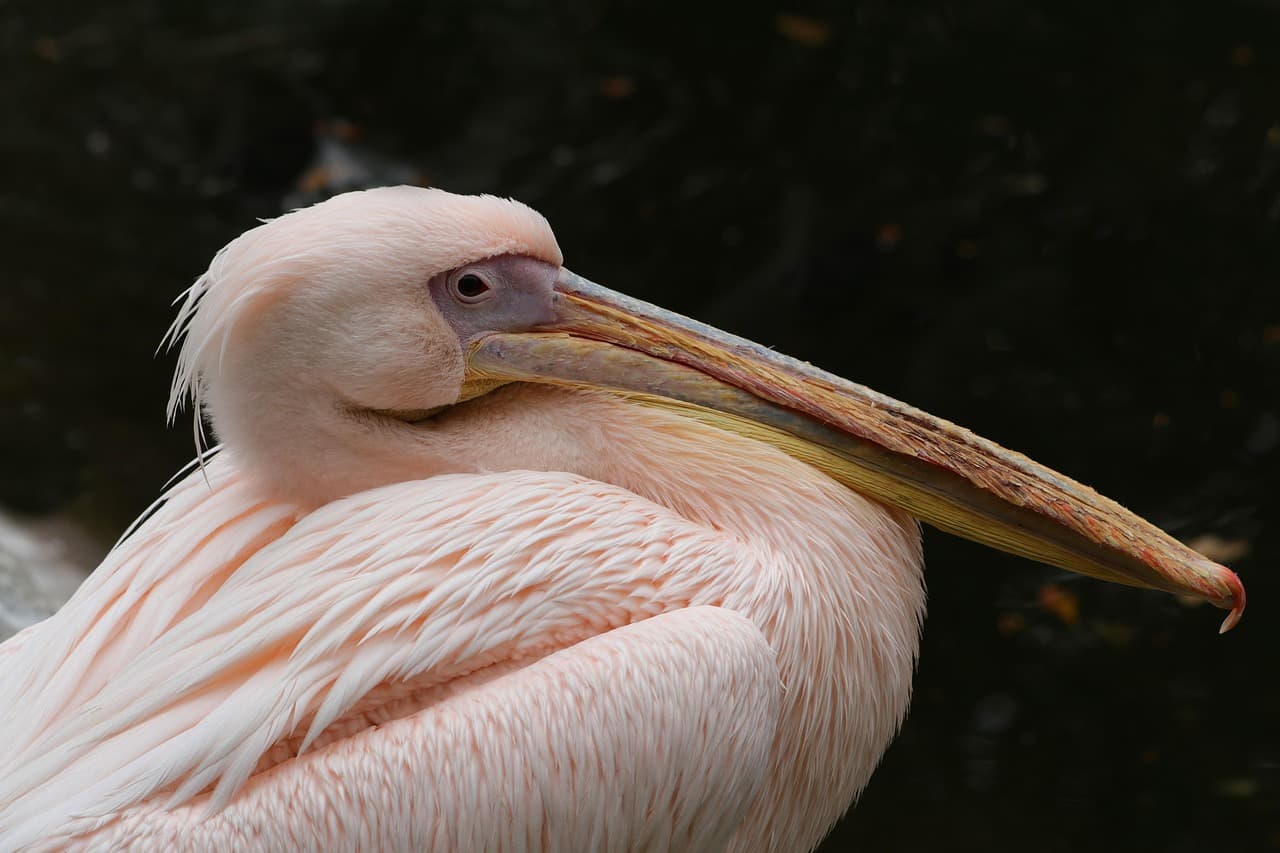 pelican, bird, waterfowl, plumage, animals, fauna, nature, pink pelican, pelecanus onocrotalus, beak, close up, animal portrait, pink, pastel pink, pelican, pelican, pelican, pelican, pelican, bird, animals, nature, pink, pink, pink, pink, pink [pid:7551248]