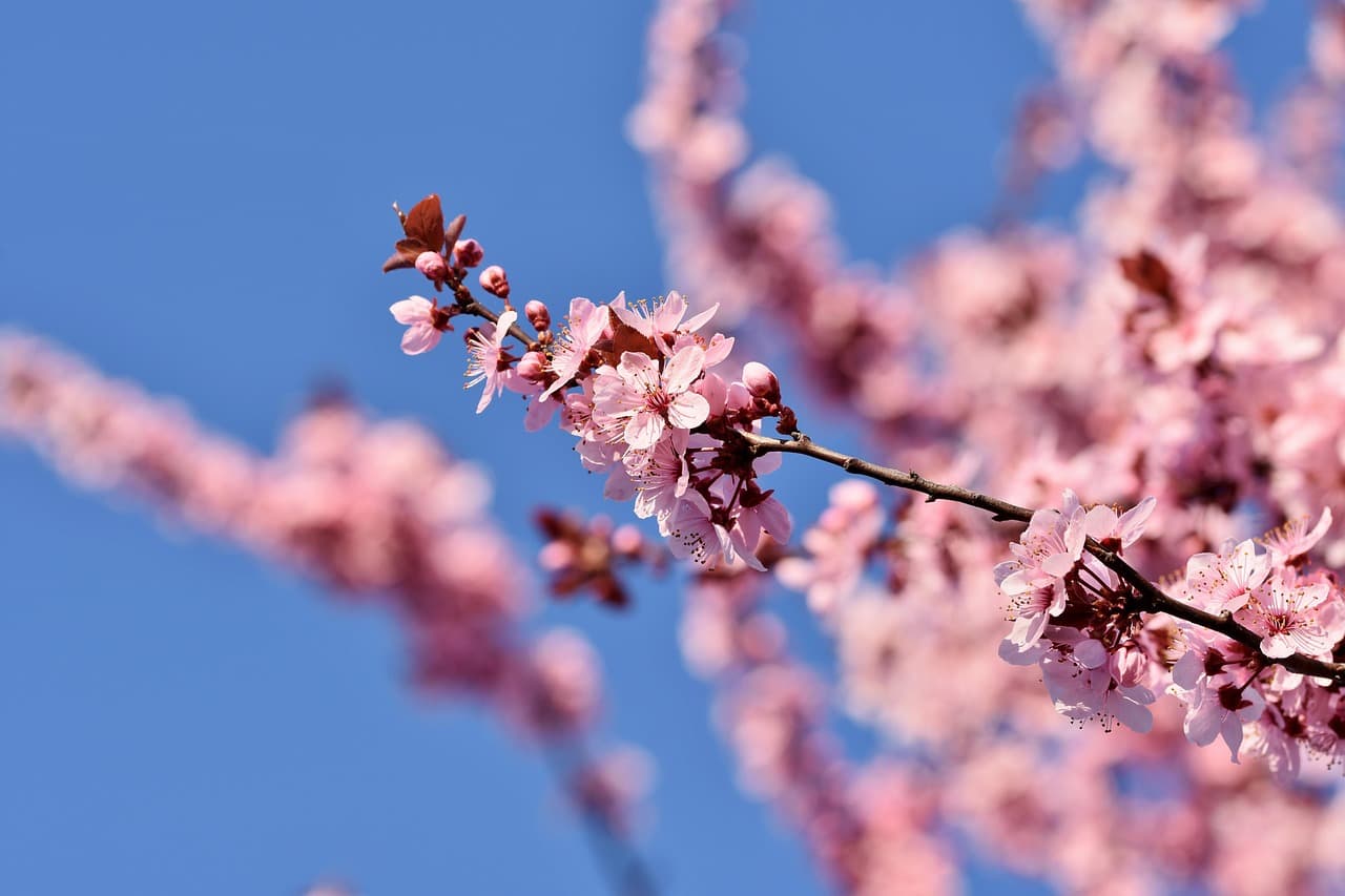 cherry blossoms, tree, branch, ornamental cherry, flowering branch, cherry tree, blossom, bloom, spring, herald of spring, nature, cherry blossoms, branch, spring, spring, spring, spring, spring, nature [pid:7766587]