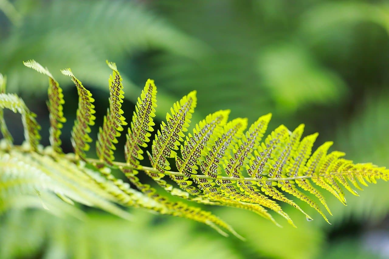 fern, nature, plant, spore, foliage, green, macro, forest [pid:9710959]