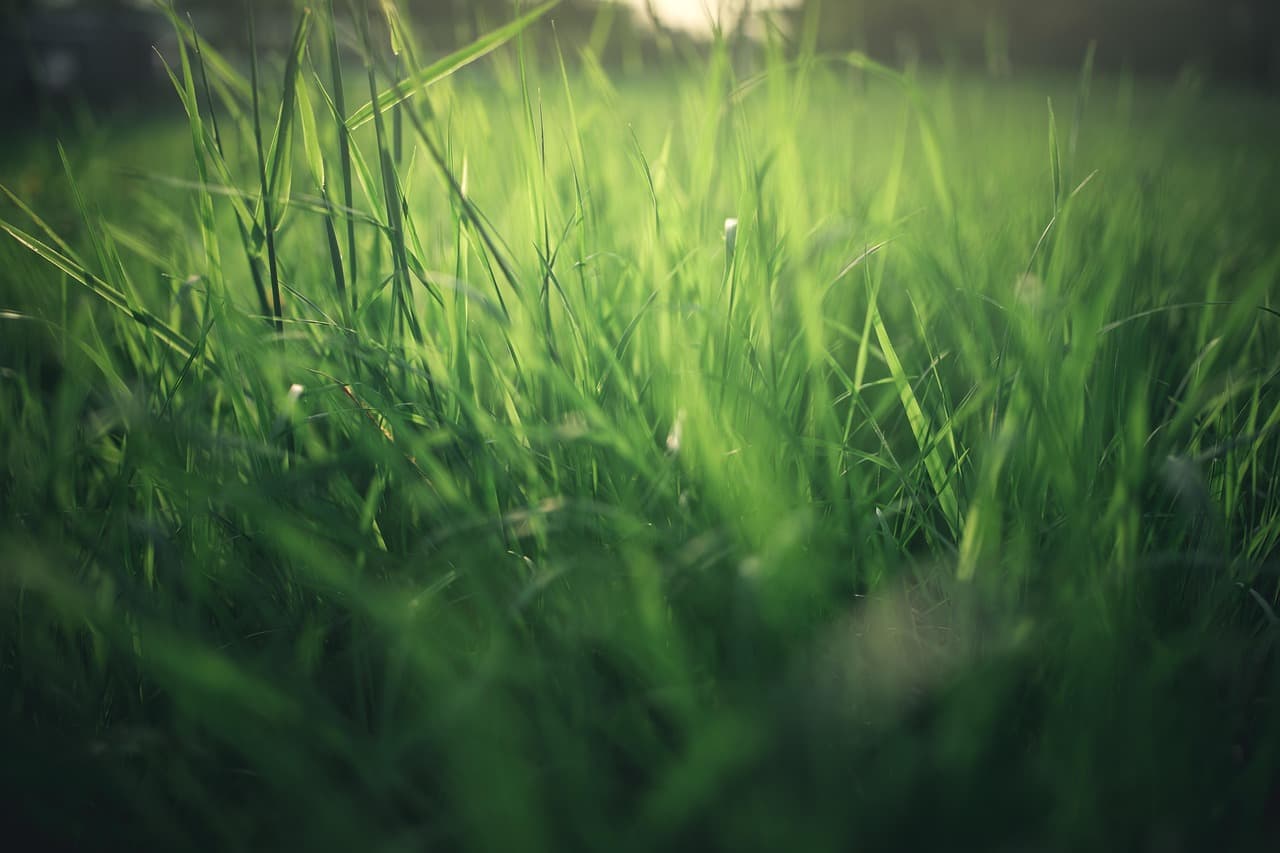 meadow, nature, summer, spring, grass, green, blade of grass, summer, summer, summer, summer, summer, grass [pid:4623279]