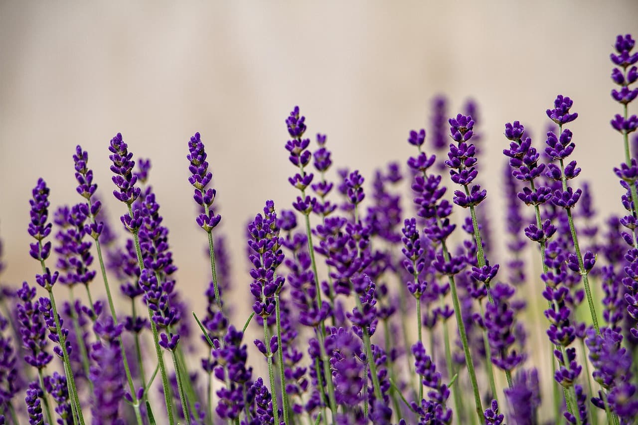 lavenders, flower, lavender field, purple flowers, bloom, flower wallpaper, blossom, beautiful flowers, flora, flower background, nature [pid:6382337]