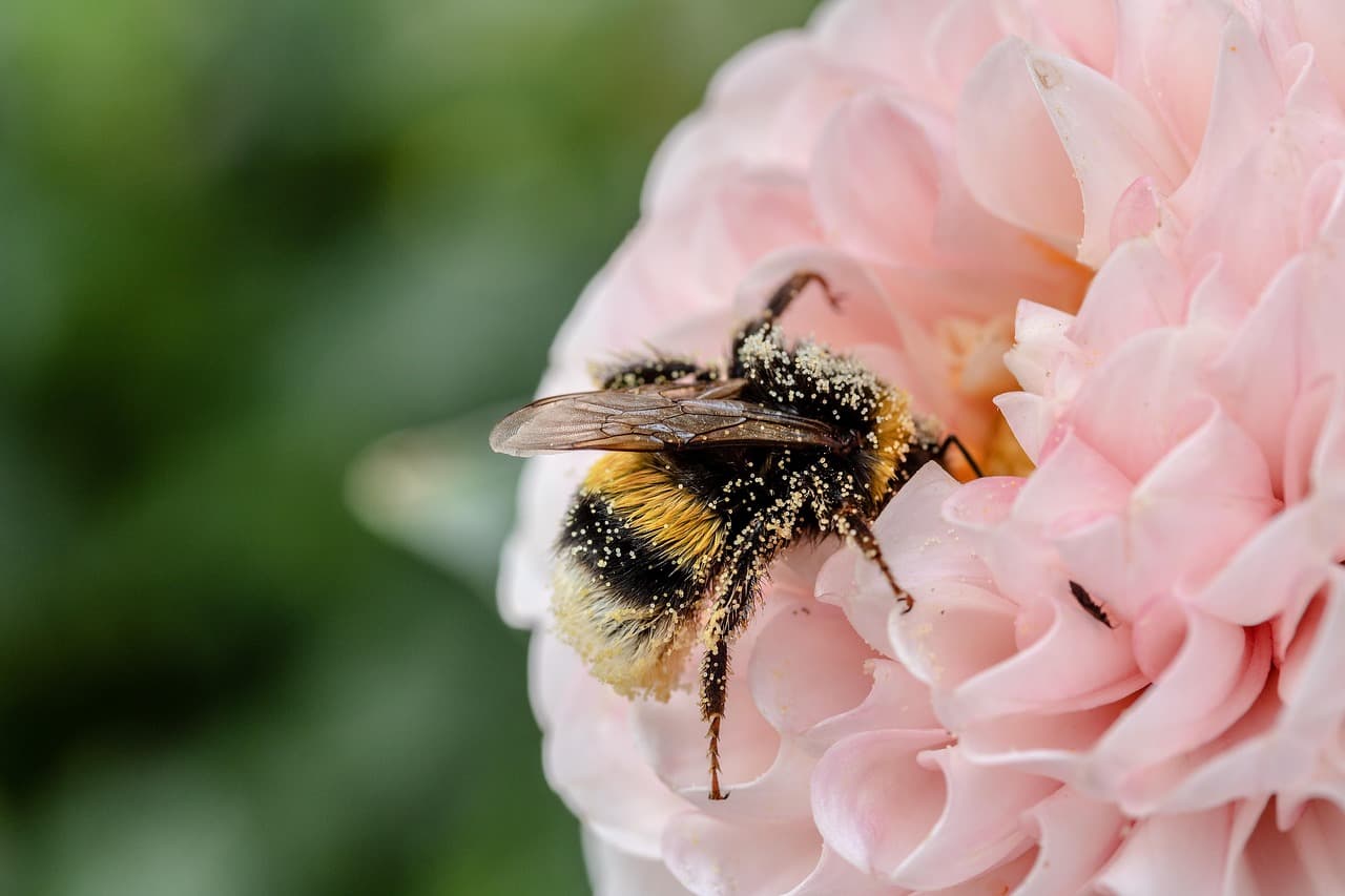 bee, insect, pollinate, pollination, flower, winged insect, wings, flower background, beautiful flowers, nature, hymenoptera, flower wallpaper, entomology, macro, world bee day [pid:3609080]