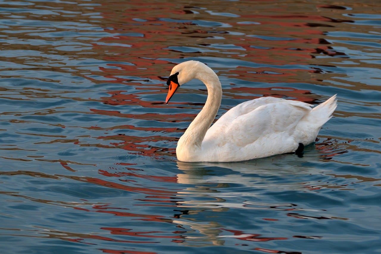 nature, sea, water, reflection, swan, swim [pid:10039545]