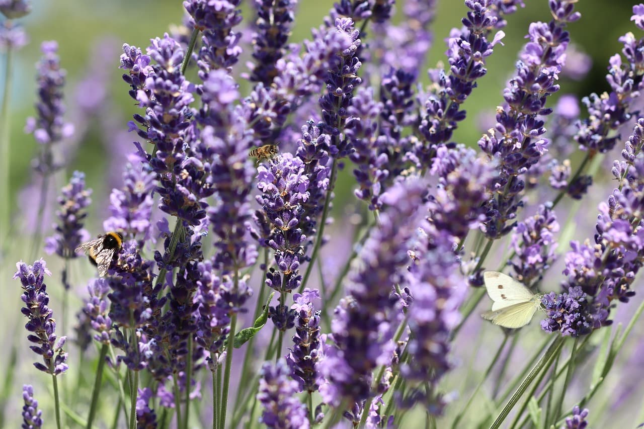 lavender, beautiful flowers, flower background, lavender field, butterfly, bee, flower wallpaper, bumblebee, insects, purple, blossom, bloom, nectar, pollinate, pollination, collect, nature, flora, garden, flower [pid:4348354]