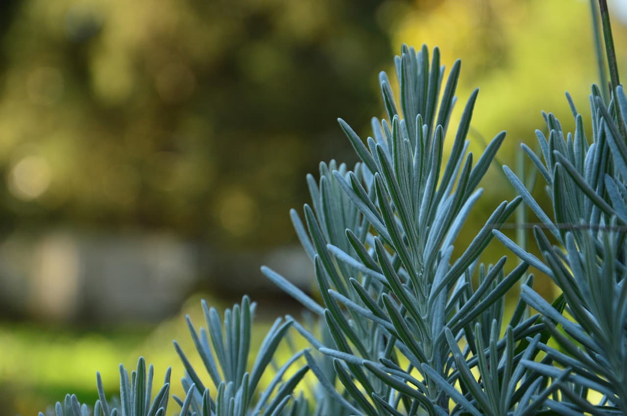 leaves, back ground, bokeh, lavender, sunny, nature, light, plants [pid:4834578][dark]