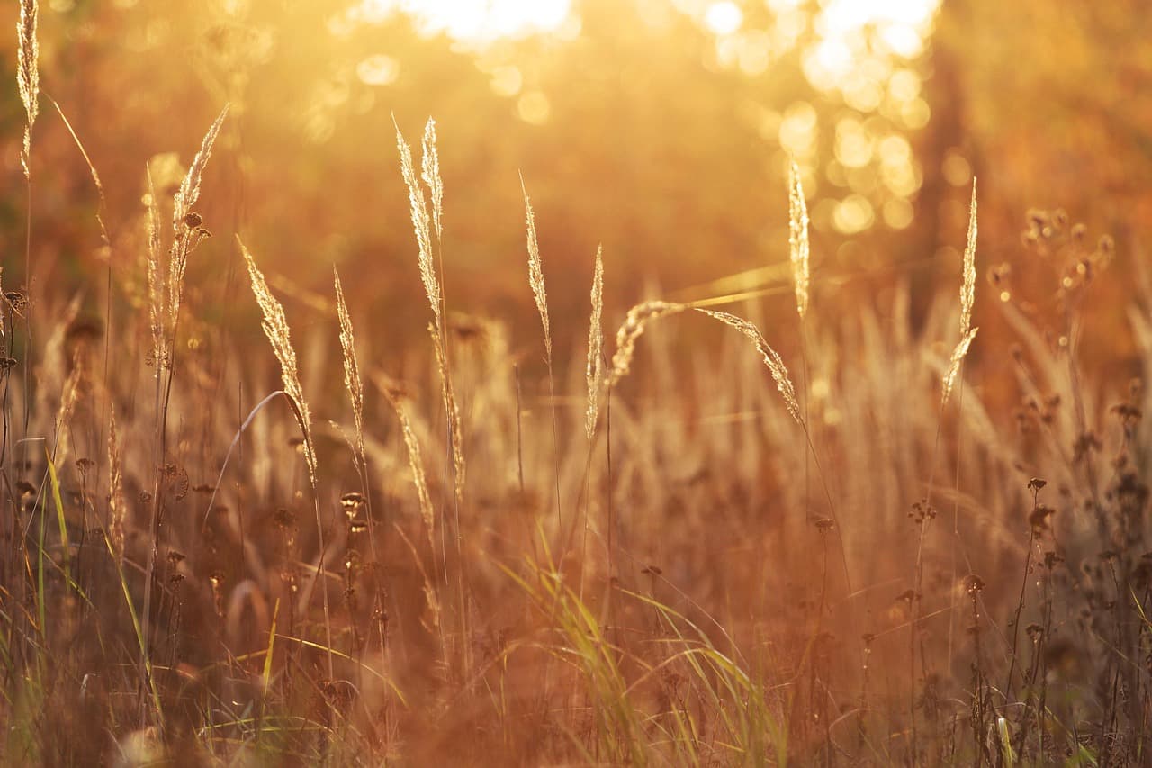 nature, grass, field, rural, wilderness, woods, outdoors, nature, nature, nature, nature, nature [pid:4607496]