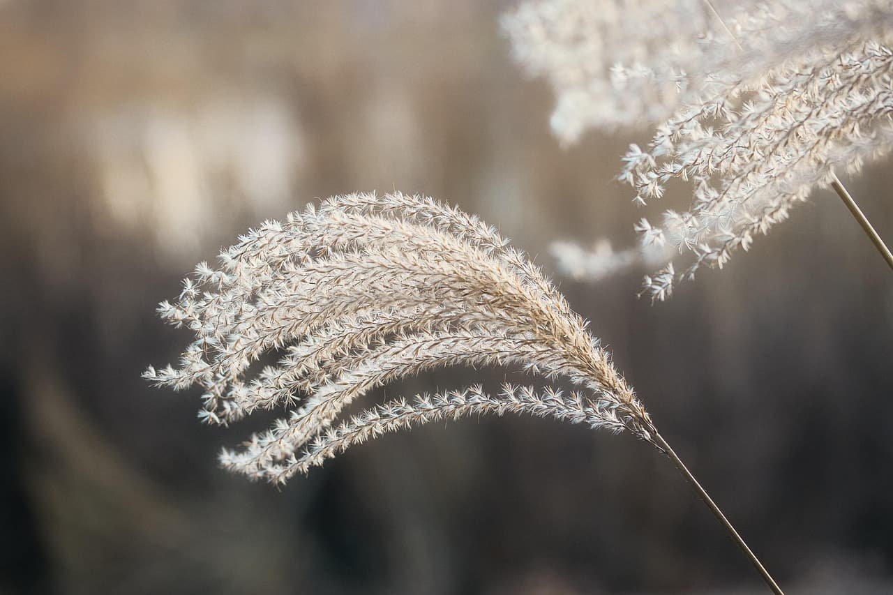 stalk, grass, reed, chinese reed, summer, seed, blossom, bloom, plant, fall, bokeh, sunset, nature, winter, summer, summer, summer, summer, summer, seed, bloom, nature, nature [pid:8517287]