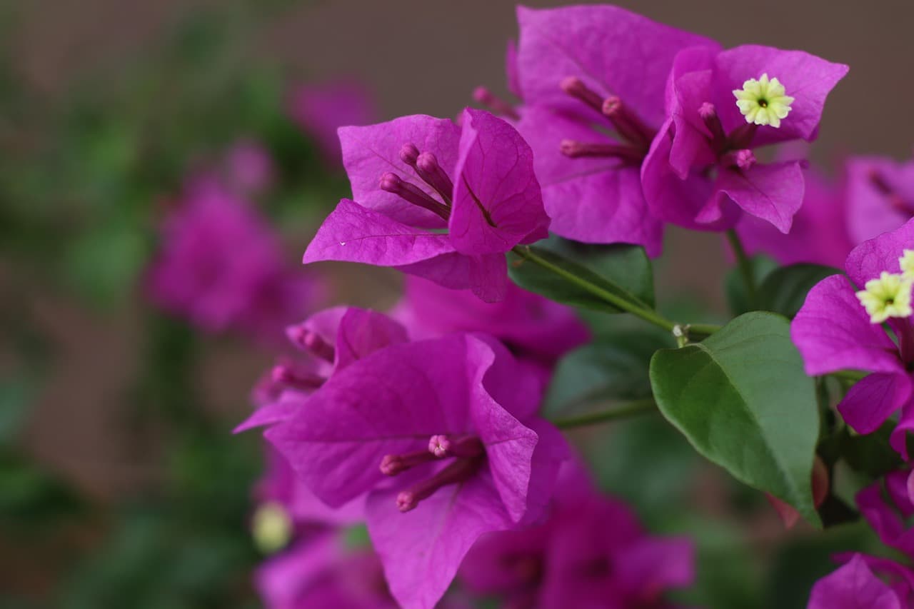 paper flower, flowers, pink, purple, design, floral, flower wallpaper, flower background, paper, frame, vintage, watercolor, wedding, pattern, decoration, green, romantic, beautiful flowers, nature, texture [pid:4593818]