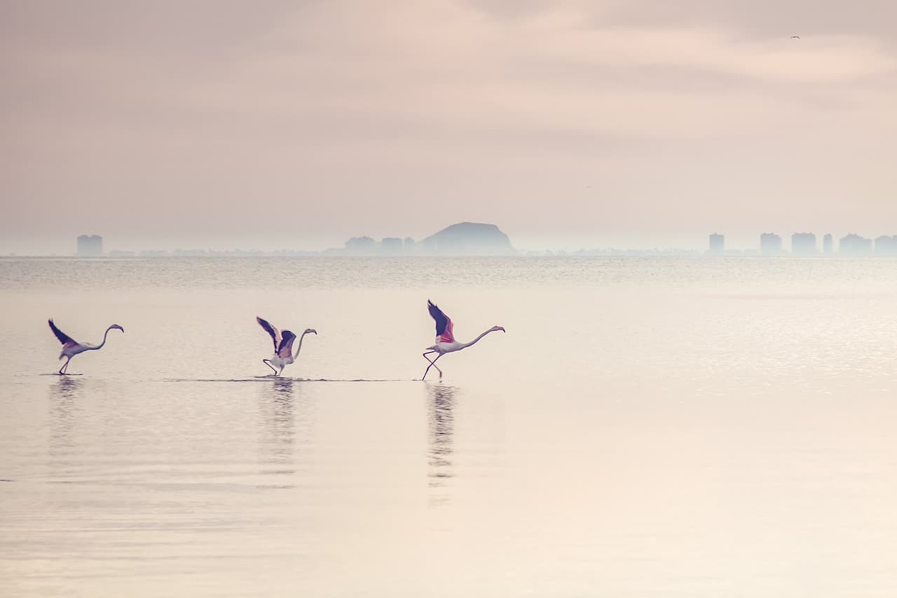 waterscape, flamingos, lagoon, lake, water, bird, wading bird, water bird, aquatic bird, avian, nature, flamingos, lake, lake, lake, lake, lake, bird, bird, bird [pid:5541692][light]