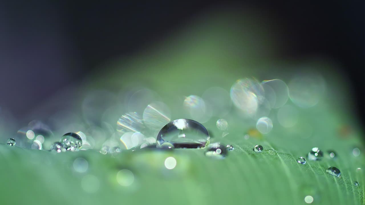 dewdrops, 4k wallpaper, water drops, wallpaper 4k, raindrops, free background, macro, free wallpaper, full hd wallpaper, windows wallpaper, hd wallpaper, cool backgrounds, 4k wallpaper 1920x1080, mac wallpaper, desktop backgrounds, laptop wallpaper, wallpaper hd, morning dew, background, beautiful wallpaper, wallpaper [pid:3671613]