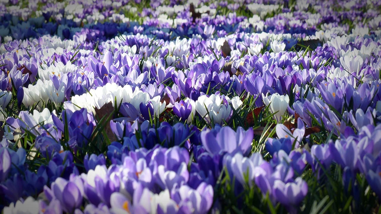 crocus, flowers, field, bloom, blossom, plants, spring, spring flowers, flower field, flower wallpaper, garden, beautiful flowers, flower background, nature [pid:1261310]