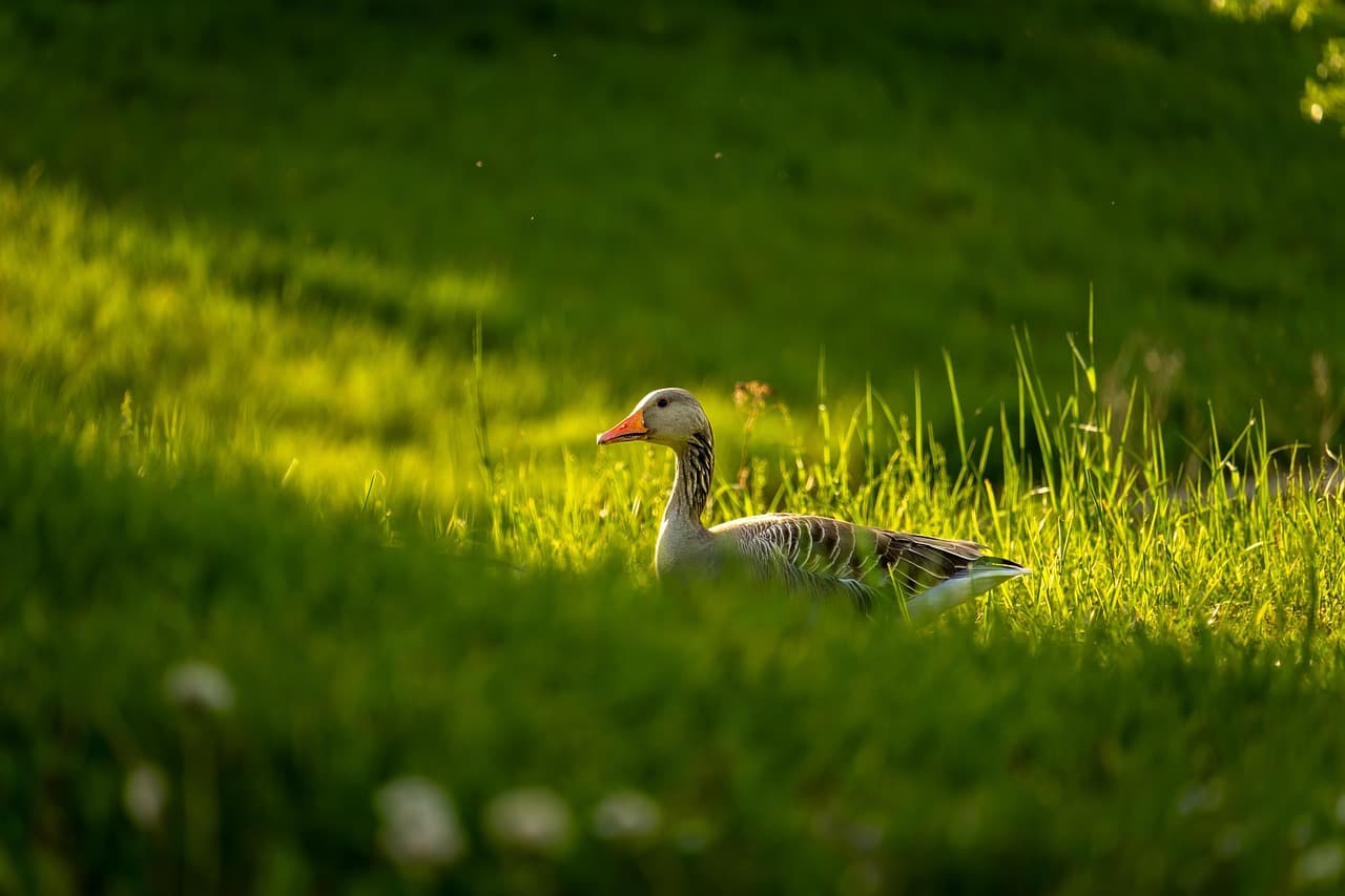 goose, bird, green grass, sunlight, grazing, feathers, beak, webbed feet, foraging, meadow, sunshine, nature, wildlife, avian, outdoors, peaceful, springtime, ecology, habitat, ornithology, biodiversity, animal, nature, nature, nature, nature, nature [pid:8740266]