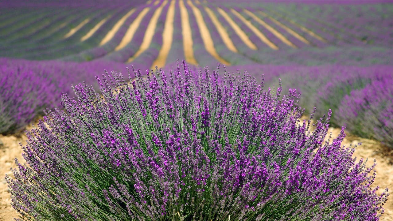 lavenders, flower wallpaper, flowers, field, farm, lavender farm, purple flowers, lavender field, french lavender, purple, nature, flower background, provence, plants, agriculture, beautiful flowers, countryside, france, herbs, landscape, rural, outdoors, flora, bushes, rows [pid:894919]