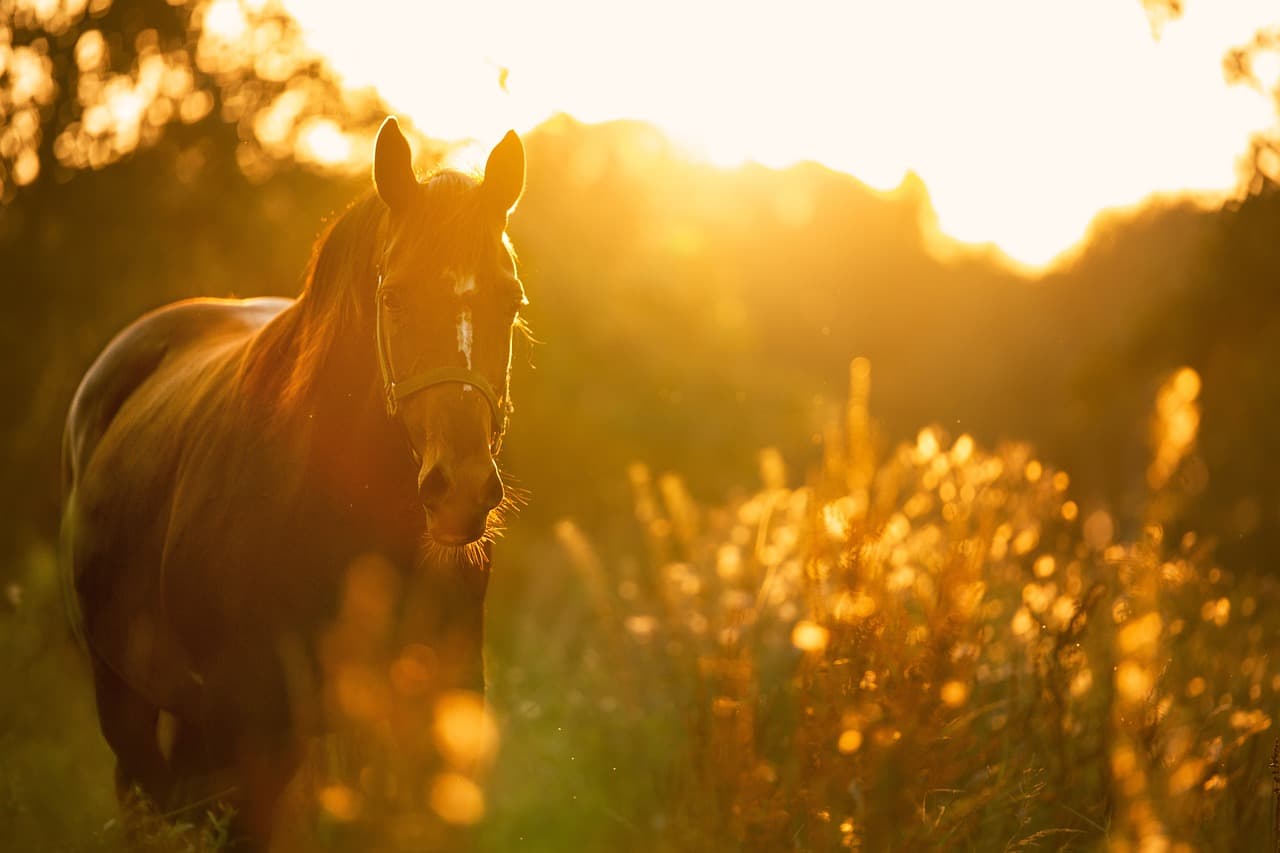 horse, nature, meadow, grass [pid:4810484]