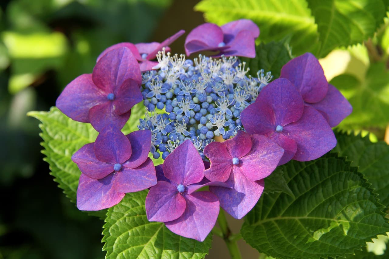 hydrangea, flower, bloom, flower background, flora, nature, blossom, garden, summer, beautiful flowers, flower wallpaper, pink, purple, plant, romantic, pattern, japan, wedding, heart, invitation, decoration, watercolor, frame [pid:5194792]