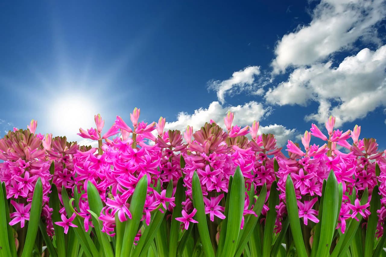 flower, nature, beautiful flowers, plant, flower wallpaper, hyacinth, spring, spring flower, blossom, bloom, harbinger of spring, garden, garden hyacinth, bloom, flower background, composing [pid:3219718]