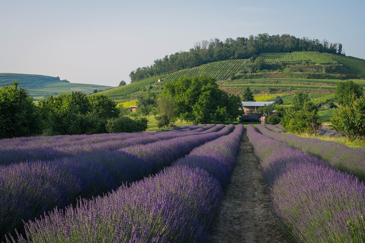 lavender field, landscape, flower background, flower wallpaper, field, flower, blossom, bloom, flora, fragrance, inflorescence, beautiful flowers, purple, plants, lavender flower, nature, lavender cultivation [pid:9659072]