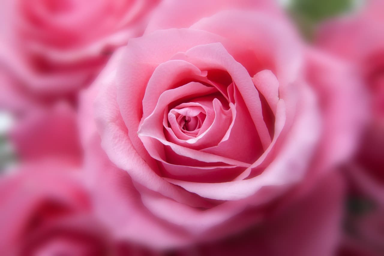 flower, roses, beautiful flowers, plant, pink rose, pink flower, bloom, blossom, flowering plant, flower background, ornamental plant, flora, nature, garden, flower wallpaper, closeup [pid:194110]