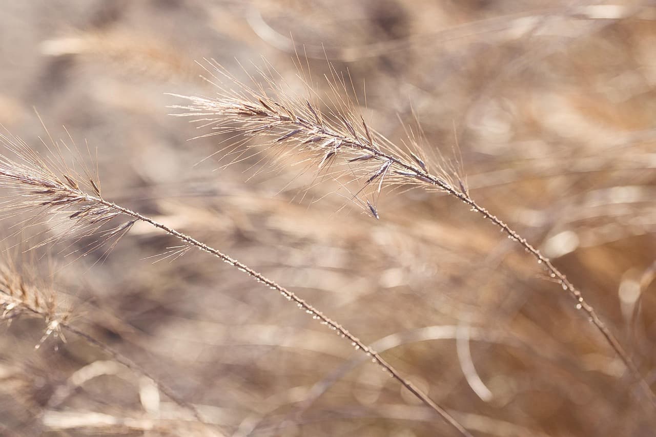 sunlight, grass, flower background, nature, flowers, summer, beautiful flowers, meadow, grasses, halm, plant, landscape, flower wallpaper, bokeh, shine, light [pid:8555131]