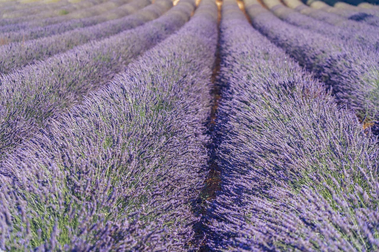 lavender, beautiful flowers, lavender field, flower, purple, lavender cultivation, summer, blossoms, flower background, nature, fragrant, flower wallpaper, provence, south france [pid:7341619]