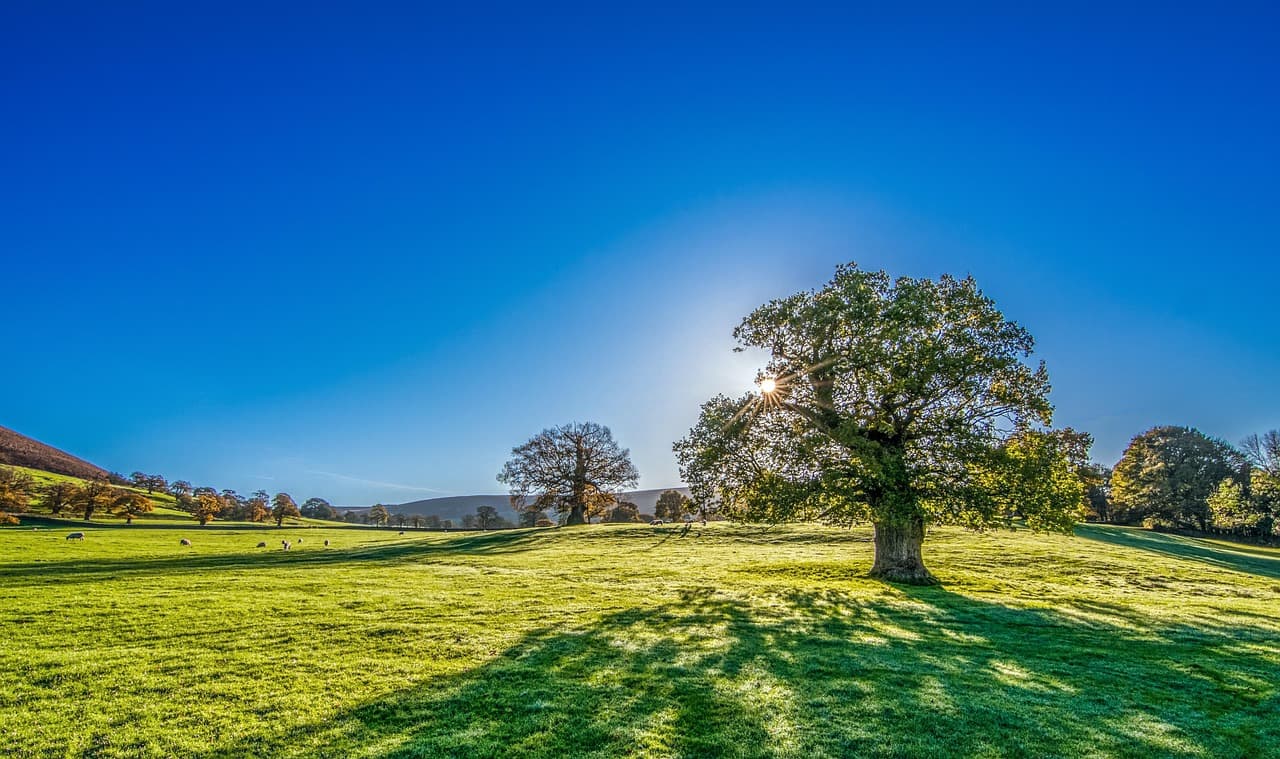 tree, sun, sunshine, summer, meadow, grassland, landscape, morning, grass, blue sky, clear sky, countryside, sunrise, yorkshire, blue sun, nature, blue landscape, blue tree, blue sunrise, blue grass, blue summer, blue sunshine, blue morning [pid:2916763]