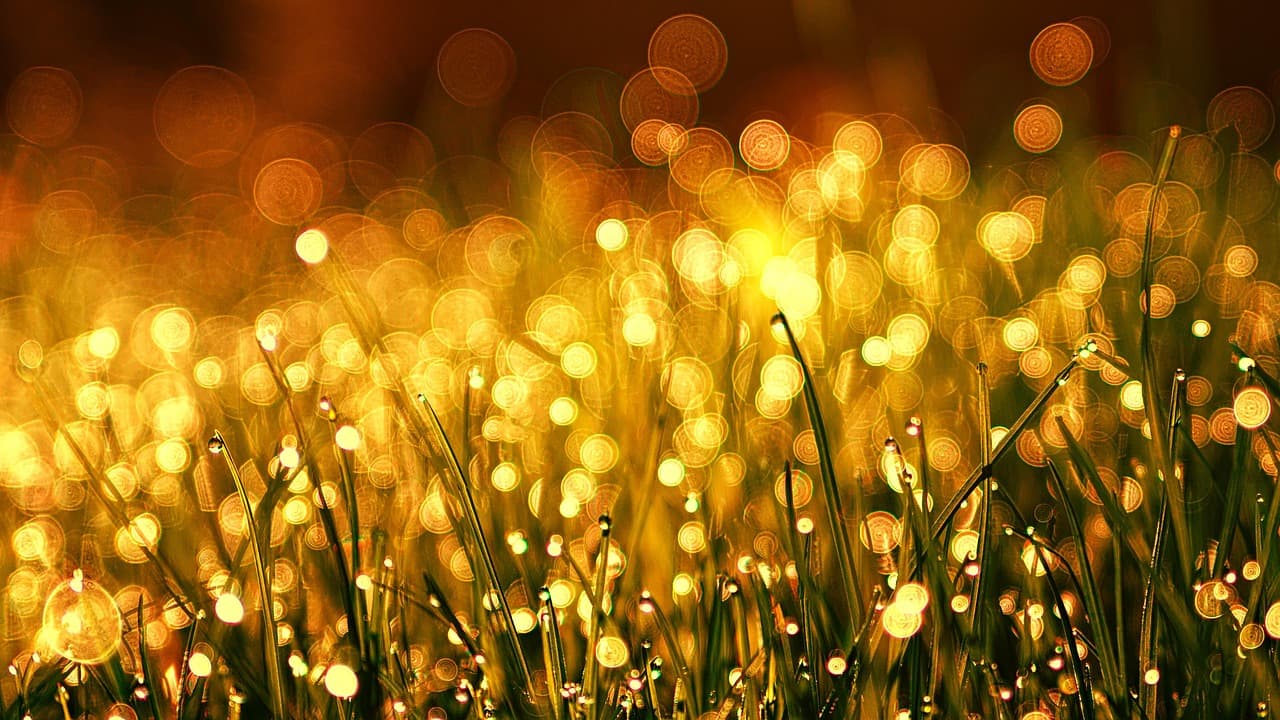 grass, meadow, dew, bokeh, 4k wallpaper, nature wallpaper, golden, dewdrops, raindrops, plants, beautiful nature, nature background, hd wallpaper, field, nature [pid:3375344]
