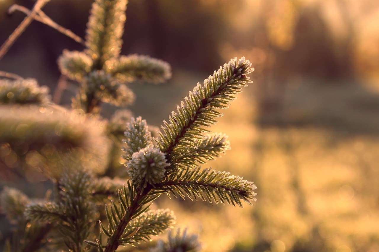spruce, pine needles, nature, forest, ecology, sunset, golden hour, macro, spruce, spruce, spruce, spruce, spruce, nature, forest, forest, ecology, ecology, ecology, golden hour, golden hour, golden hour, golden hour, golden hour [pid:6693650]