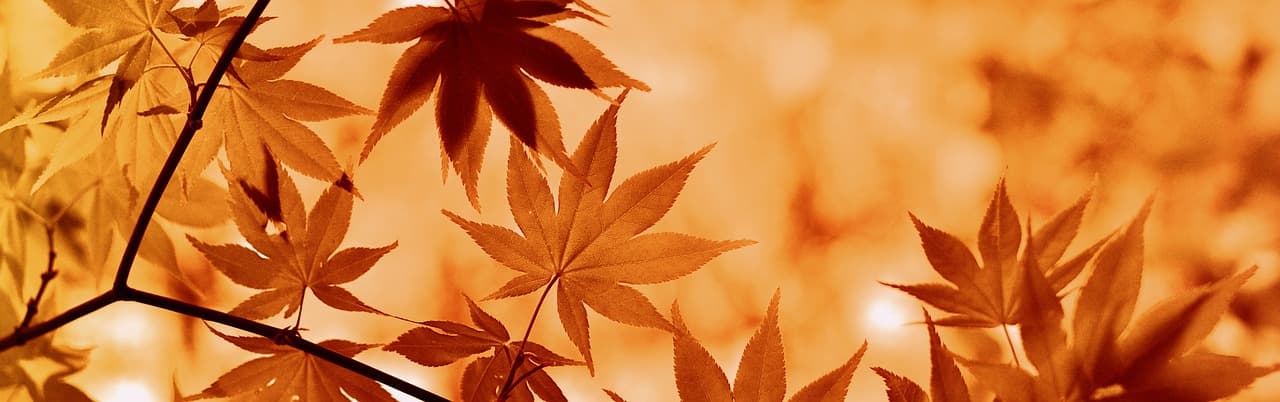 maple, fall, mood, the atmosphere, brown, leaves, leaves in the autumn, autumn leaves, autumn colors, fall season, colors of autumn, orange leaves, nature, botany, flora, banner, fall, fall, fall, fall, fall, leaves, autumn leaves, banner, banner, banner [pid:1079235]