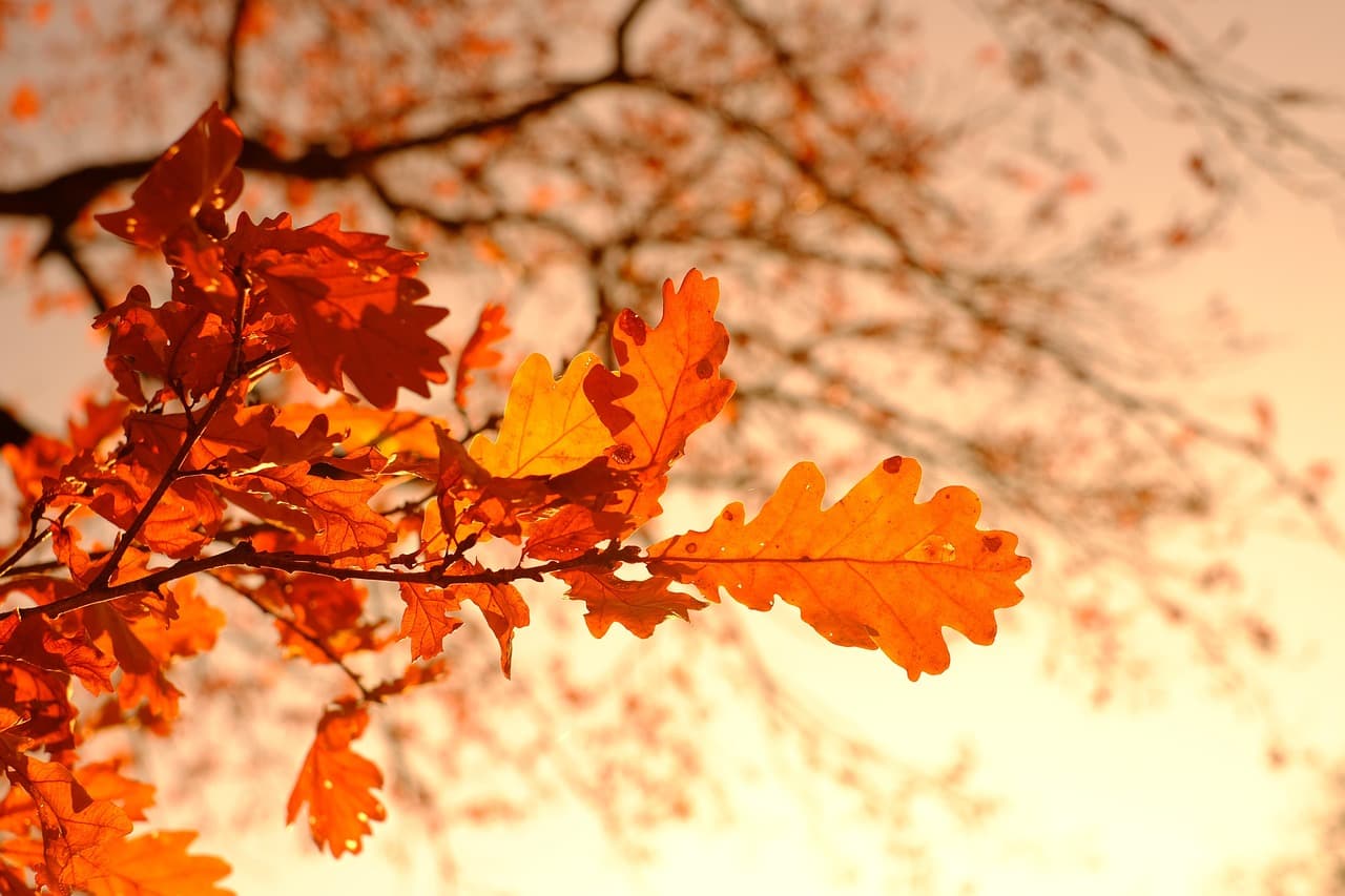 autumn, leaves, foliage, autumn leaves, autumn foliage, autumn colors, autumn season, fall foliage, fall leaves, fall colors, orange leaves, orange foliage, forest, nature, autumn, autumn, autumn, autumn, autumn, leaves, autumn leaves, autumn leaves, fall leaves [pid:3851313]