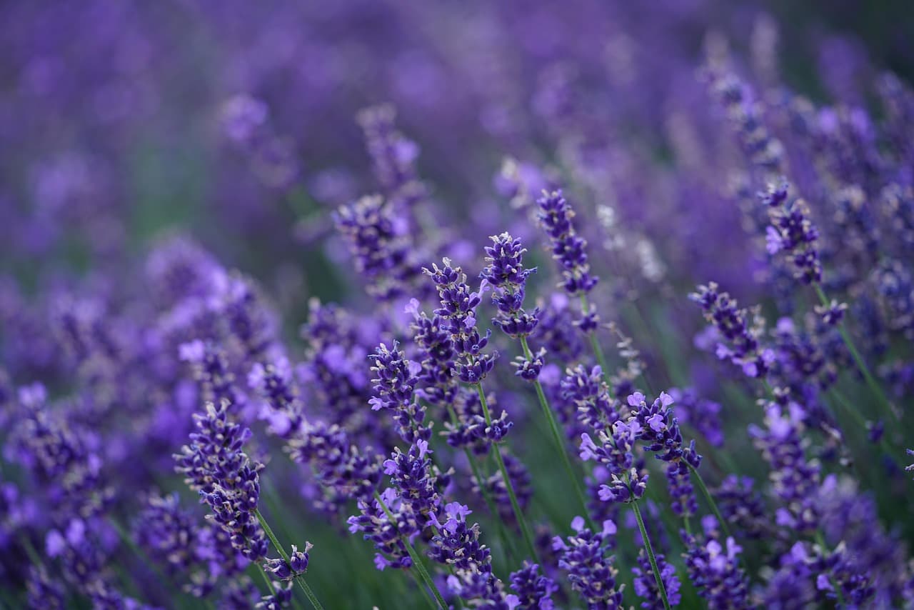 lavender, flower, blossoms, flower background, beautiful flowers, lavender field, nature, violet, lavender flowers, hd wallpaper, purple, flower wallpaper [pid:4765498]