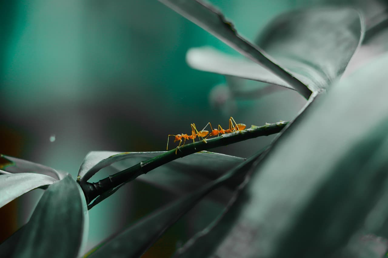 ant, insect, leaves, green, forest, nature [pid:7114721]