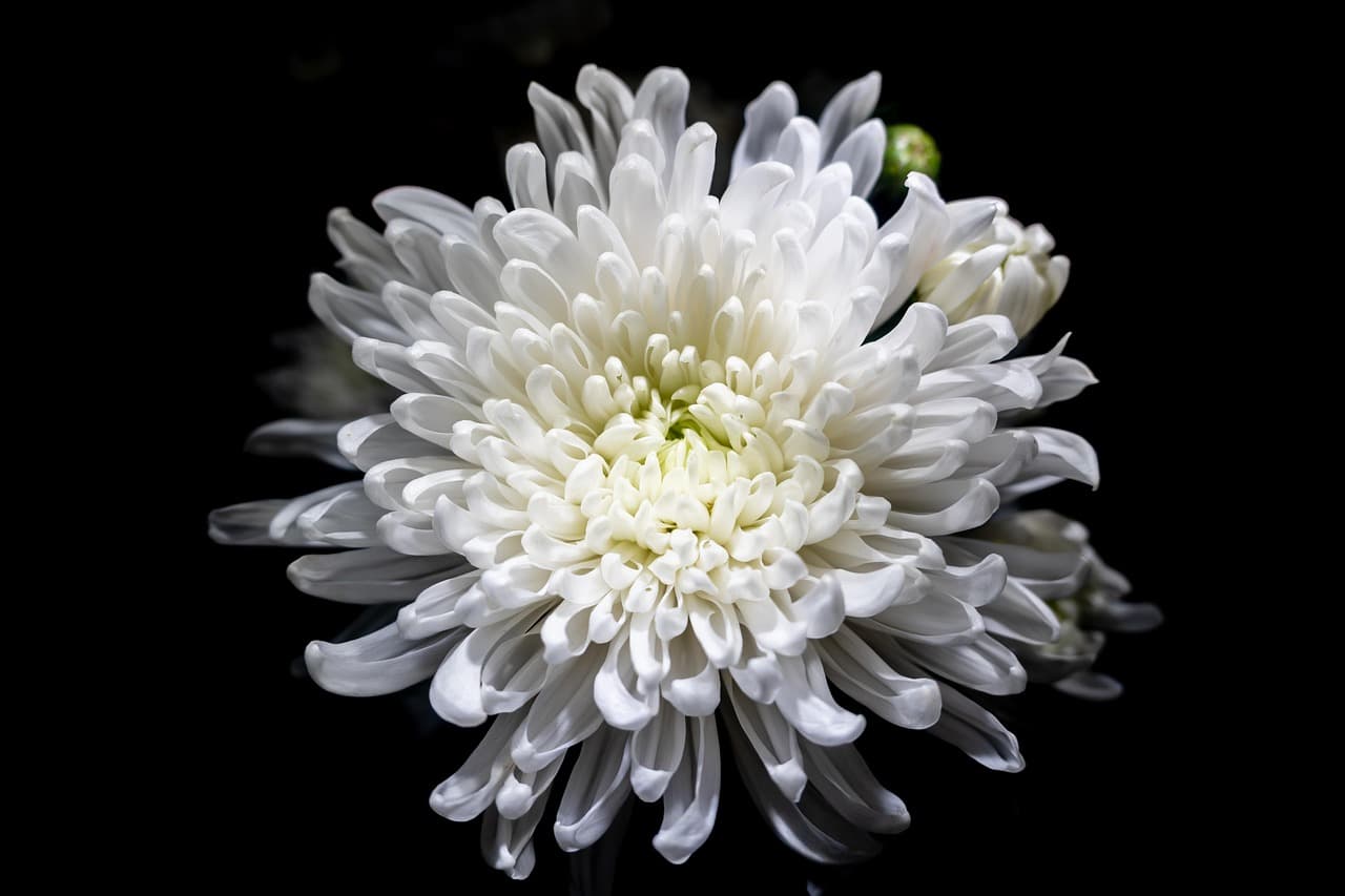 chrysanthemum, beautiful flowers, desktop backgrounds, cool backgrounds, hd wallpaper, beautiful nature, nature wallpaper, free background, laptop wallpaper, wallpaper hd, free wallpaper, flower, plant, petals, nature background, bloom, blossom, floral background, nature, wallpaper 4k, full hd wallpaper, closeup, 4k wallpaper, 4k wallpaper 1920x1080, flower background, beautiful wallpaper, flower wallpaper, mac wallpaper, wildlife, background, windows wallpaper, white flower, wallpaper [pid:8600210]