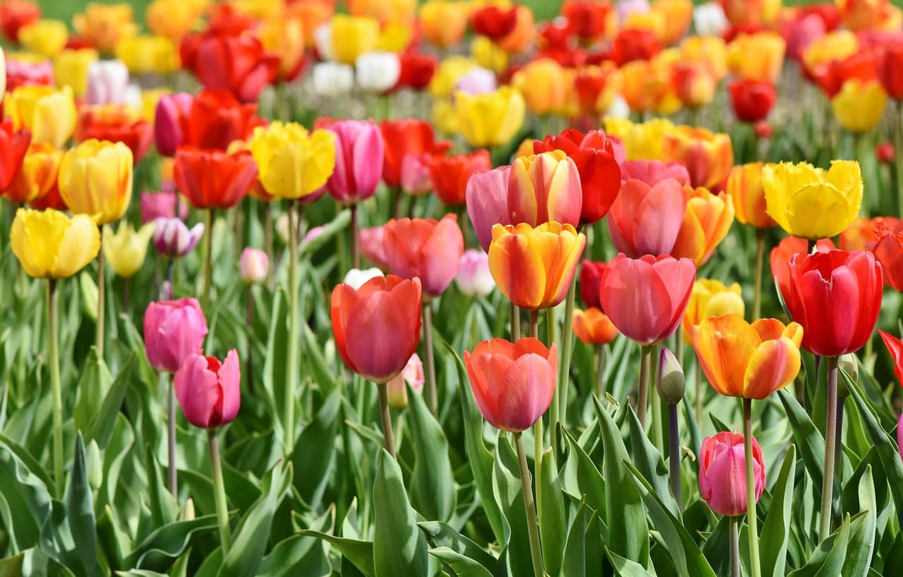 tulips, tulip field, flower wallpaper, tulip blossom, blossomed, field of flowers, bloom, flower background, spring flower, beginning of spring, multicoloured, beautiful flowers, flower, red yellow, coloured, spring colors, blossoms, nature, colorful, spring [pid:3359902]