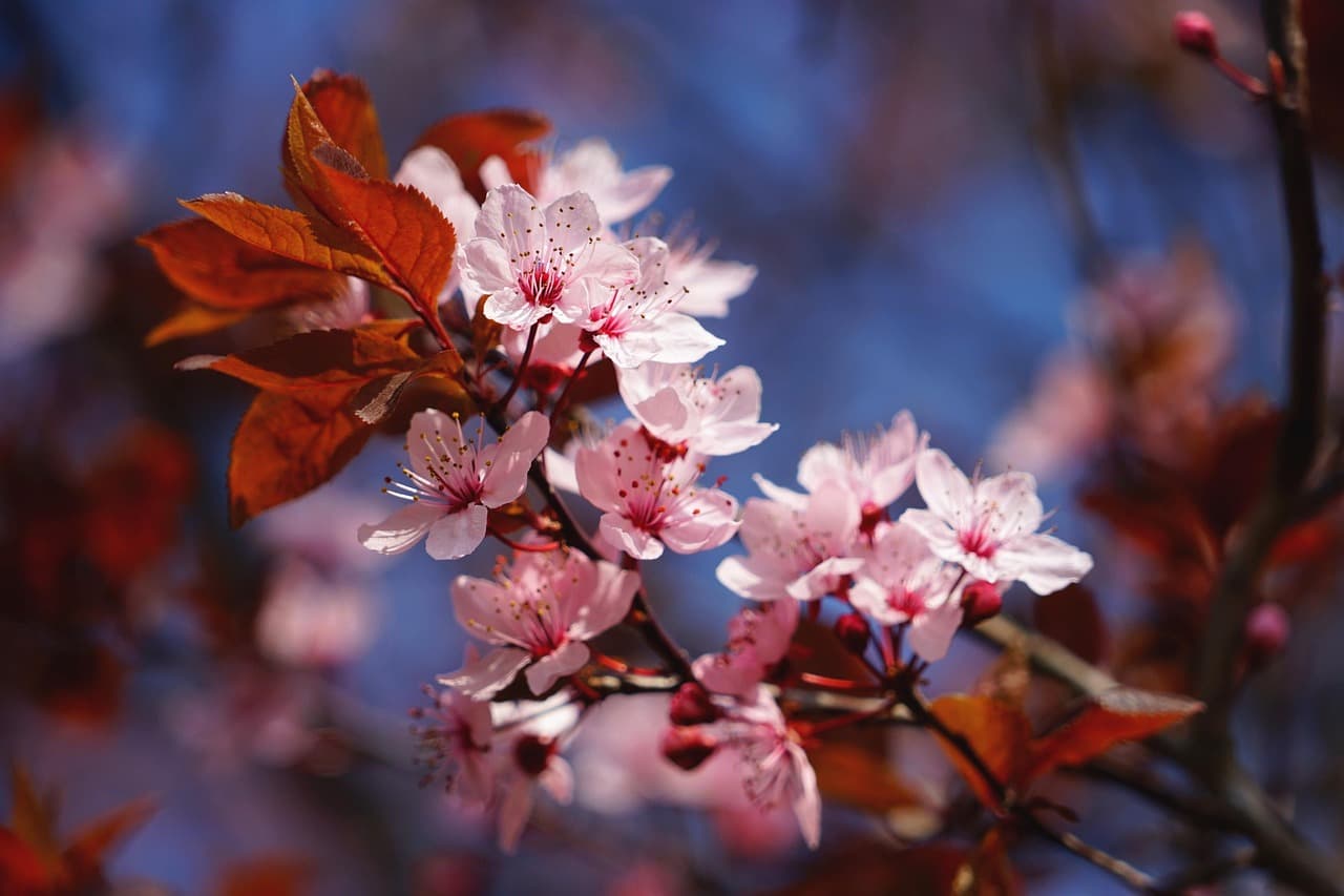 cherry blossom, pink, white, spring, tree, cherry tree, blossom, bloom, ornamental cherry, branch, nature, bloom, bud, plant, lenz, coloured, red, leaf, springtime, cherry blossom, cherry blossom, cherry blossom, cherry blossom, cherry blossom [pid:4987094]