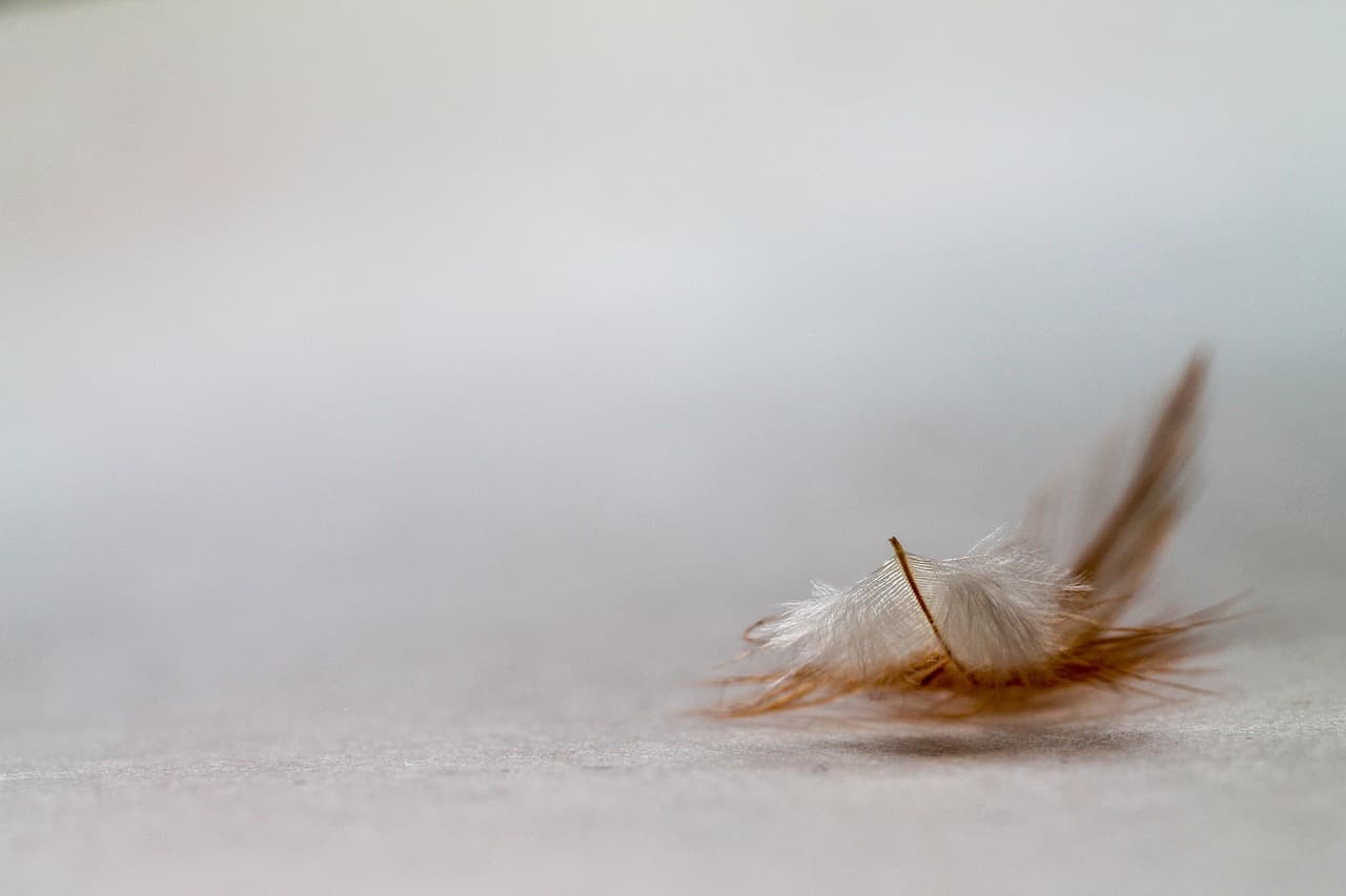 feather, background, windows wallpaper, mac wallpaper, minimalism, gradient, cool backgrounds, wallpaper 4k, wallpaper hd, 4k wallpaper, wallpaper, free wallpaper, free background, 4k wallpaper 1920x1080, hd wallpaper, laptop wallpaper, ease, tenderness, pastel, easy, weightless, full hd wallpaper, macro, gentle, beautiful wallpaper, desktop backgrounds, harmony, pokoj, equilibrium [pid:4227296]