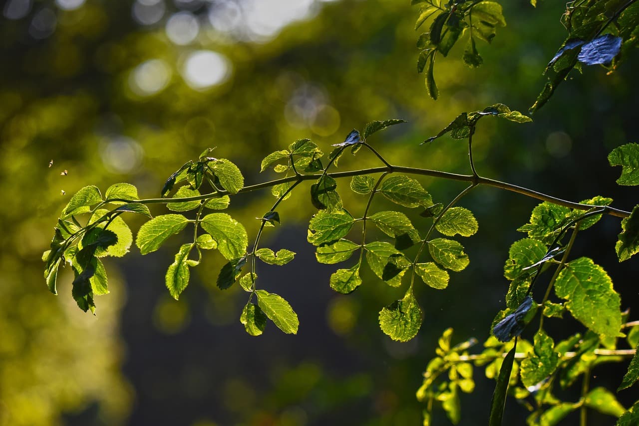branch, foliage, leaves, backlight, nature, sunlight, golden light, bokeh [pid:3532489][dark]