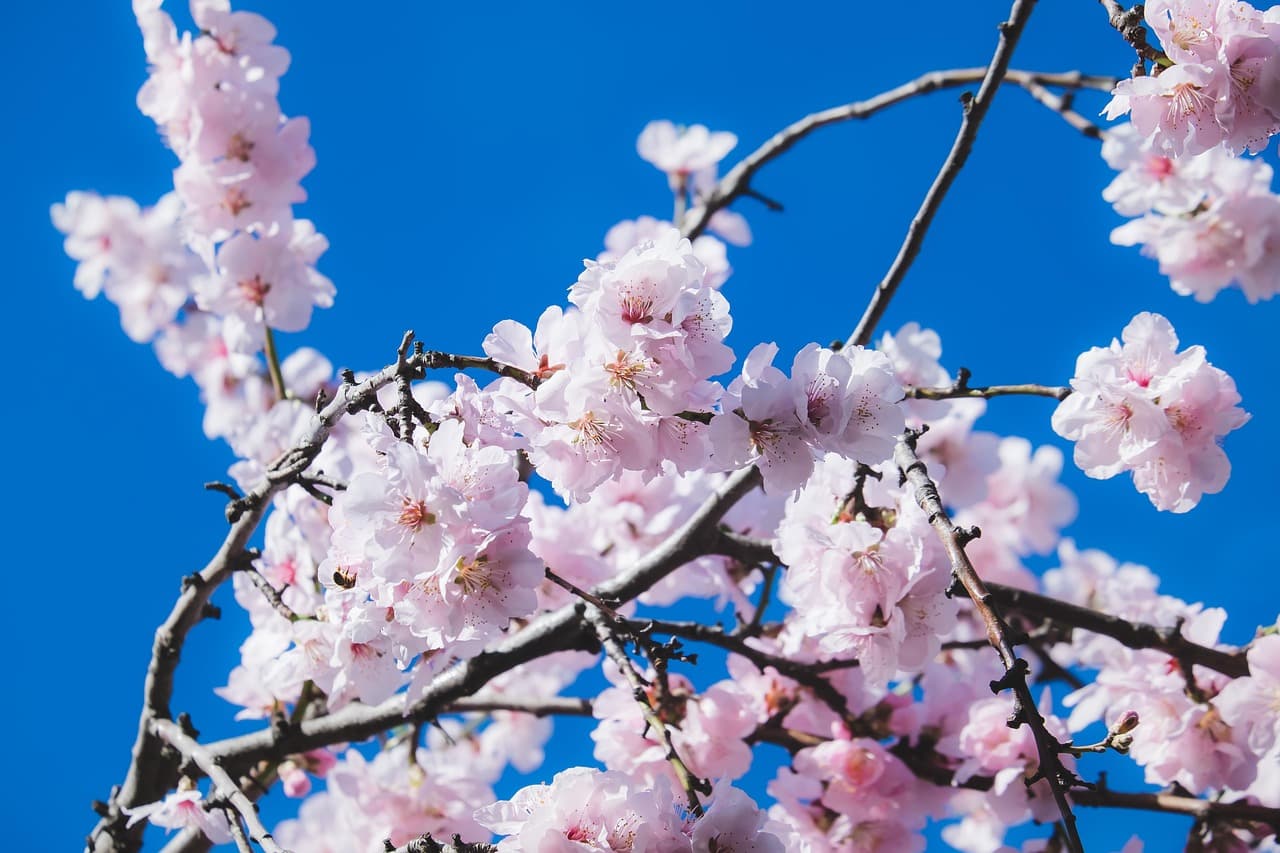 cherry blossoms, nature, flowers, tree, flower background, ornamental cherry, flowering twig, branch, blossom, bloom, pink, flower wallpaper, smell, beautiful flowers, yoshino-cherry, ornamental plant, blütenmeer, japanese, spring [pid:4825302]