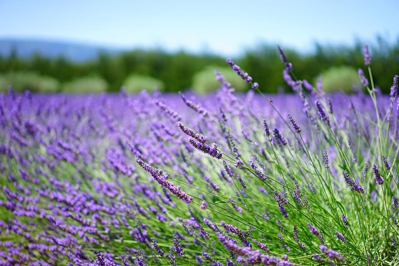 lavenders, flowers, lavender field, flower background, purple flowers, bloom, blossom, flora, flower wallpaper, inflorescence, lavender cultivation, agriculture, beautiful flowers, scented plants, lavender meadow, petals, fragrance, nature [pid:1595486][light]
