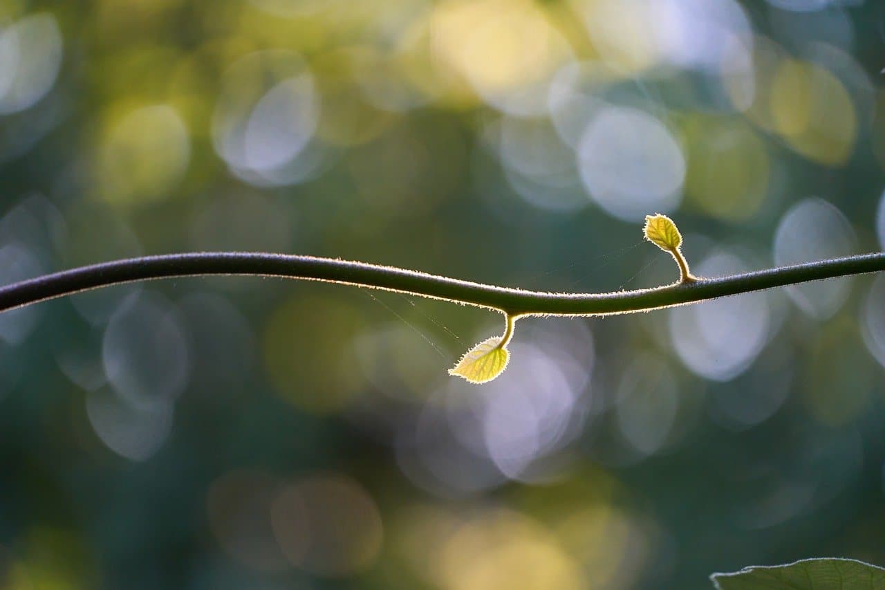 branch, leaves, kiwi plant, minimalist, nature, light, blur circles, bokeh [pid:10018055]