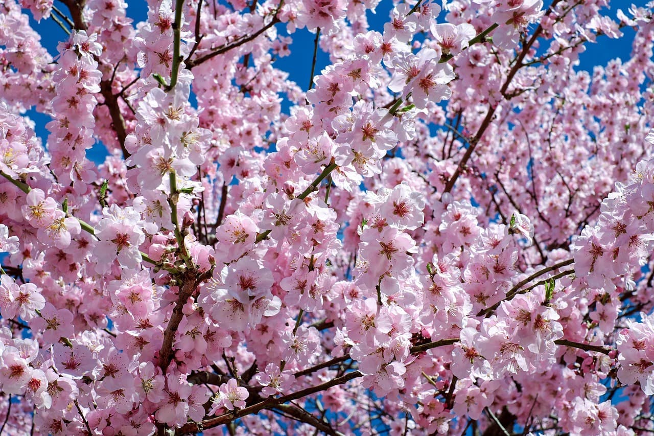 japanese cherry blossom, flower background, flowers, tree, branches, blossom, cherry blossoms, beautiful flowers, bloom, flower wallpaper, pink flowers, sakura, flora, sakura tree, spring, spring season, petals, pink petals, nature, japanese cherry trees, pink, flower tree [pid:2168858]