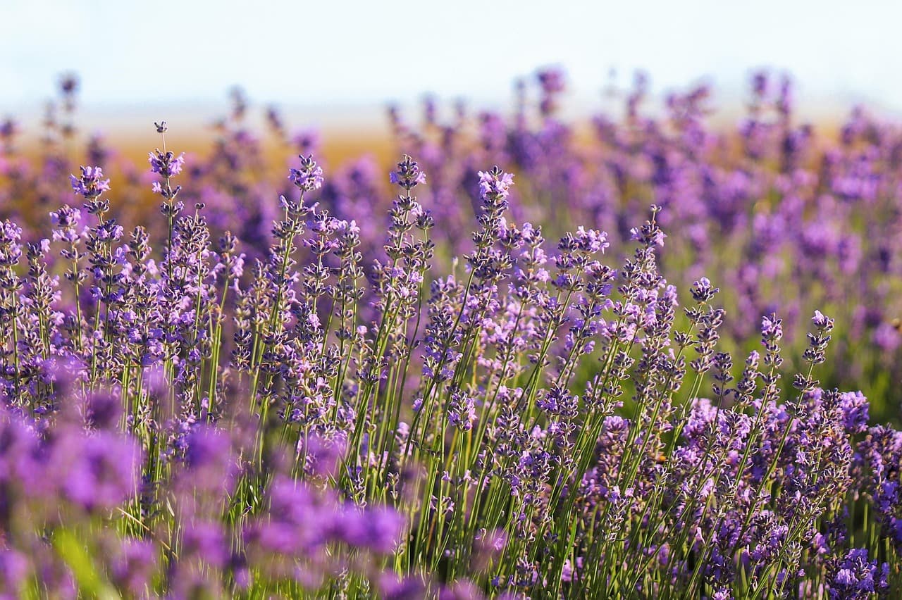 lavender, field, purple, flowering, plant, country, nature, bloom, lavender, lavender, lavender, lavender, lavender [pid:7304564]