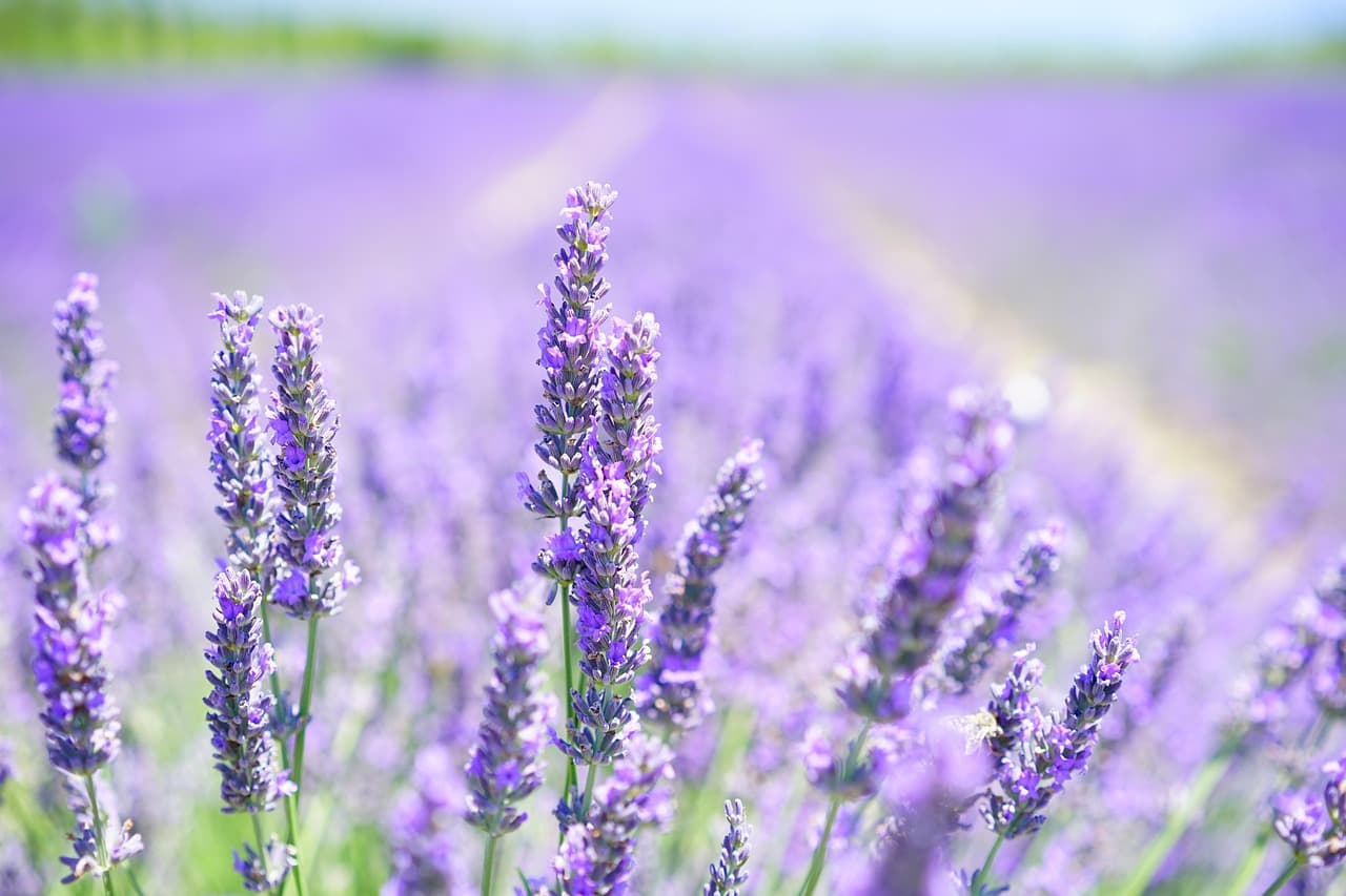 lavender, flowers, field, bloom, blossom, plant, flora, aromatic, fragrance, lavender blossom, lavender field, lavender cultivation, beautiful flowers, flower background, lavendula, lamiaceae, scented plant, medicinal plant, fragrant, flower wallpaper, garden flowers, herbs, lavender meadow, summer, garden, nature [pid:1595581]