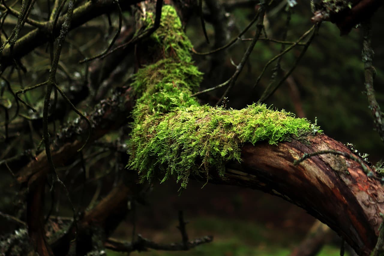 moss, tree, forest, branches, green, nature, moss, moss, moss, moss, moss, forest, forest, nature [pid:7881439]